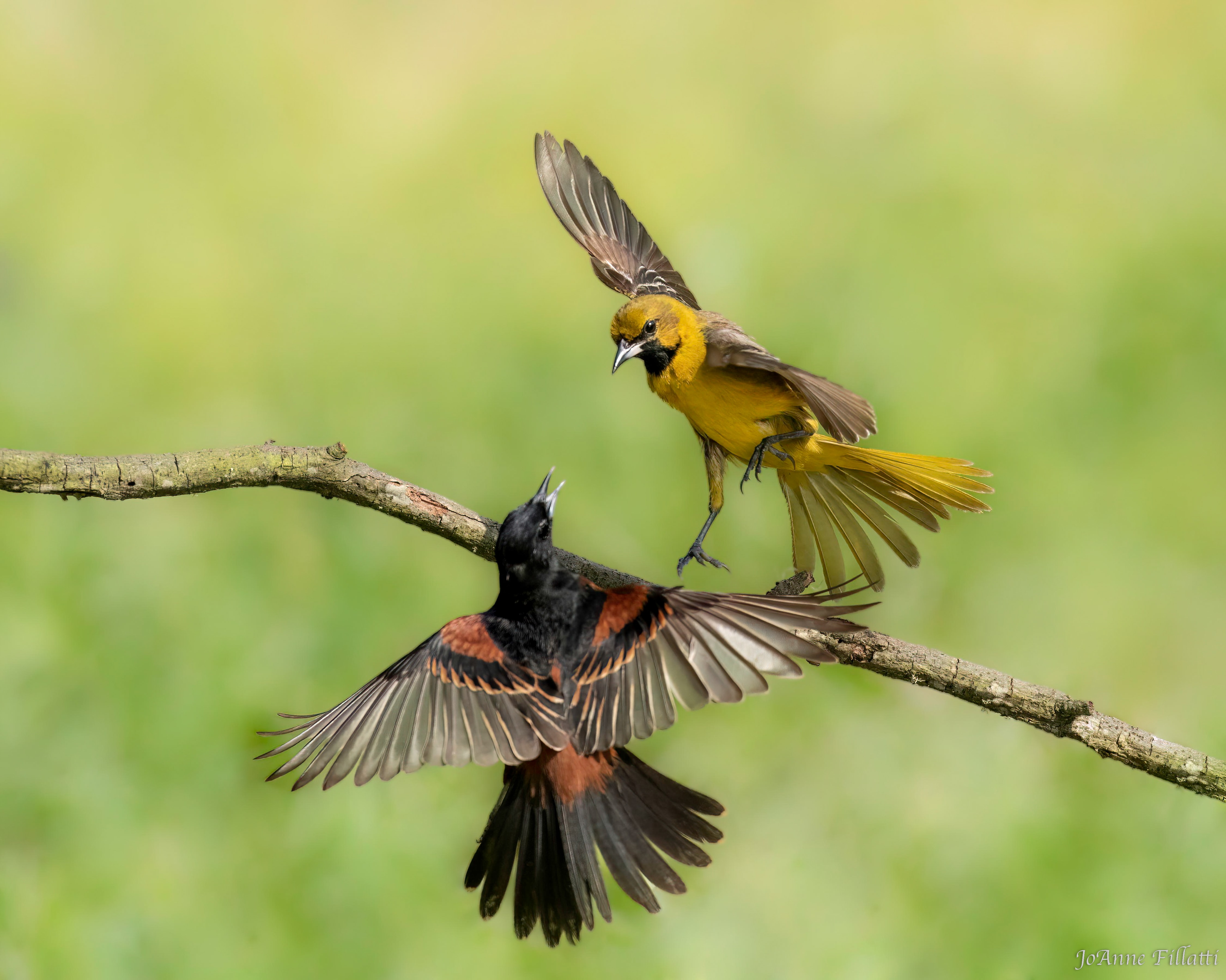 bird of Galveston Island image 10